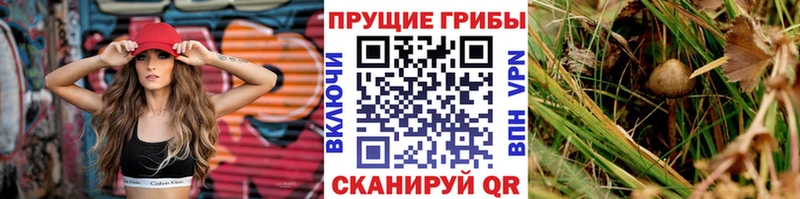 кракен ТОР  Спасск-Рязанский  Псилоцибиновые грибы GOLDEN TEACHER 